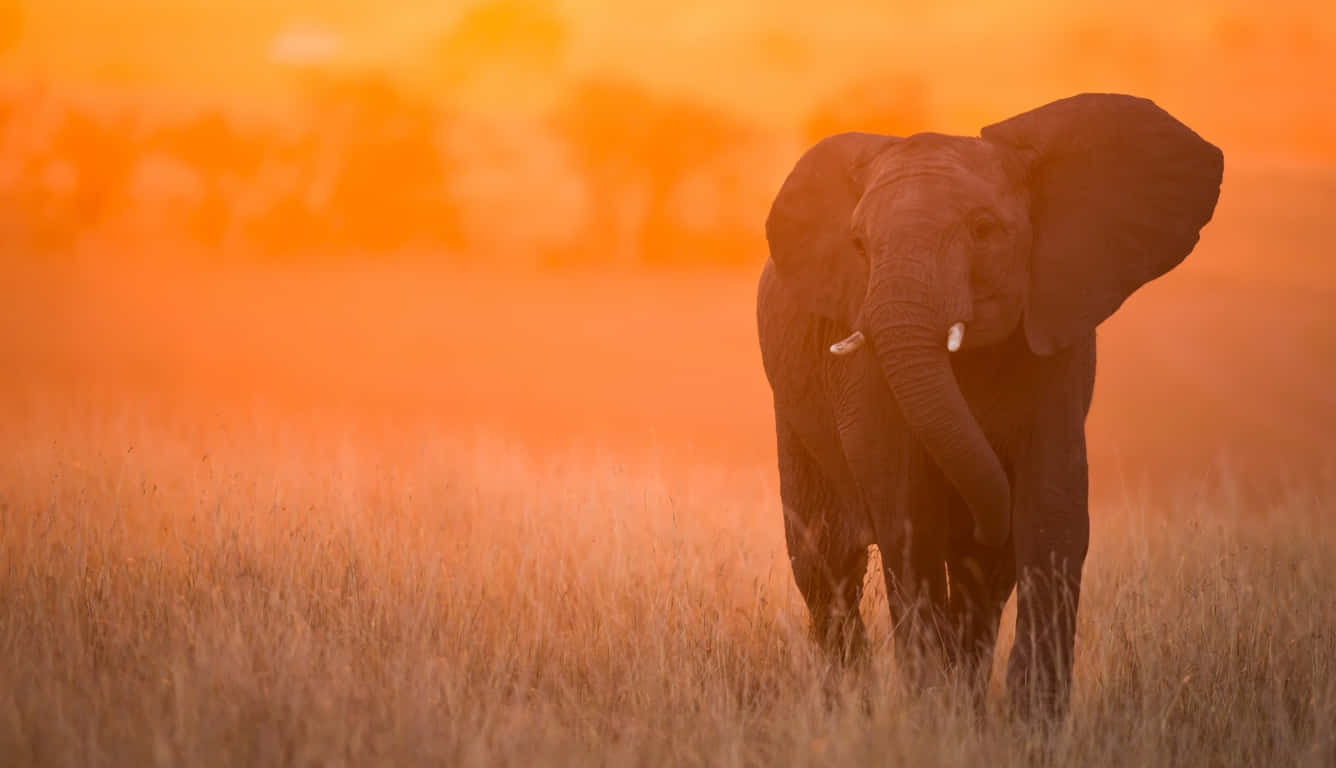 A Laptop Featuring A Beautiful Illustration Of An Elephant. Wallpaper