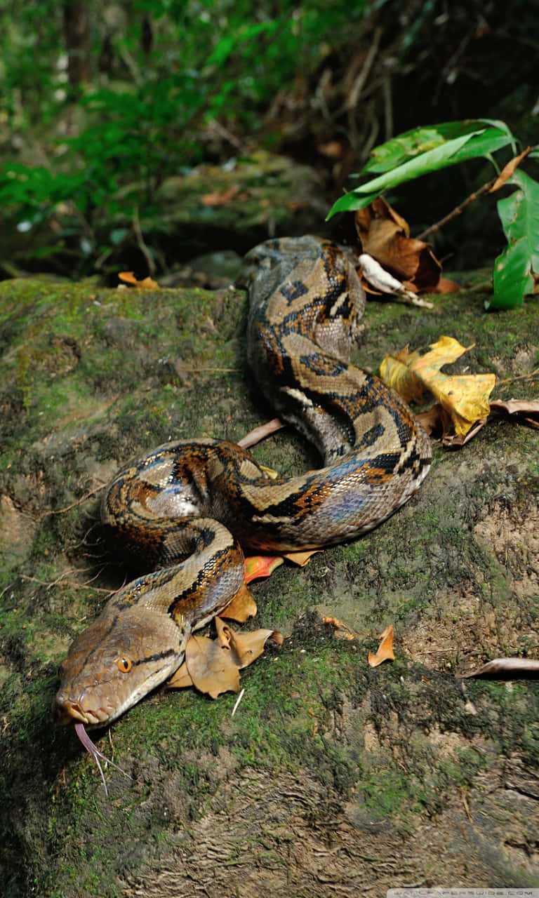 A Large Snake Is Sitting On A Rock In The Forest Wallpaper