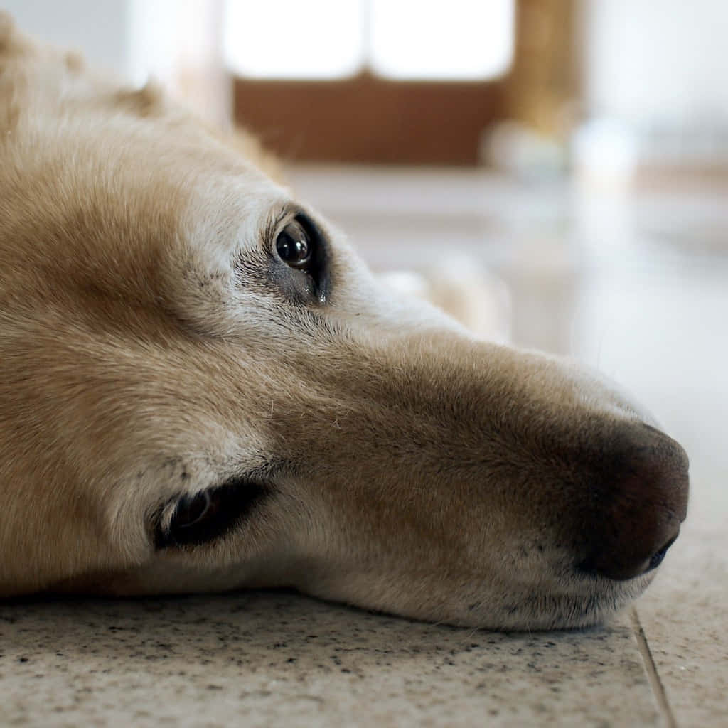 A Lazy Dog Enjoying A Warm Summer Day Wallpaper