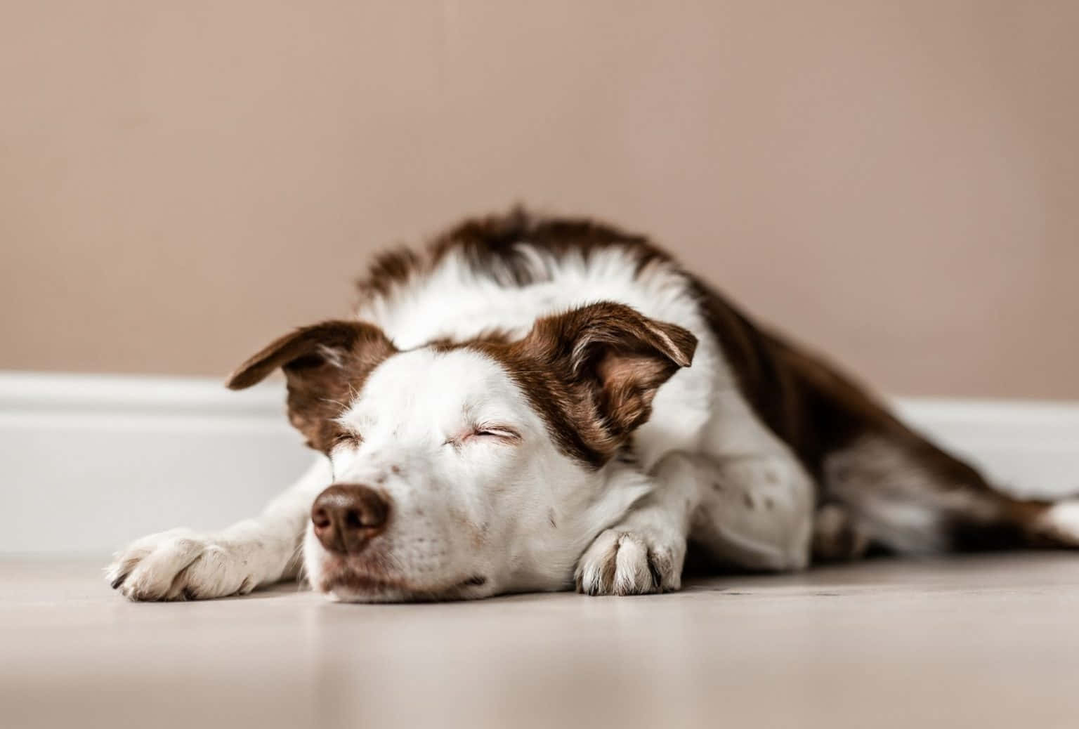 A Lazy Dog Enjoys A Peaceful Nap In The Sunlight Wallpaper