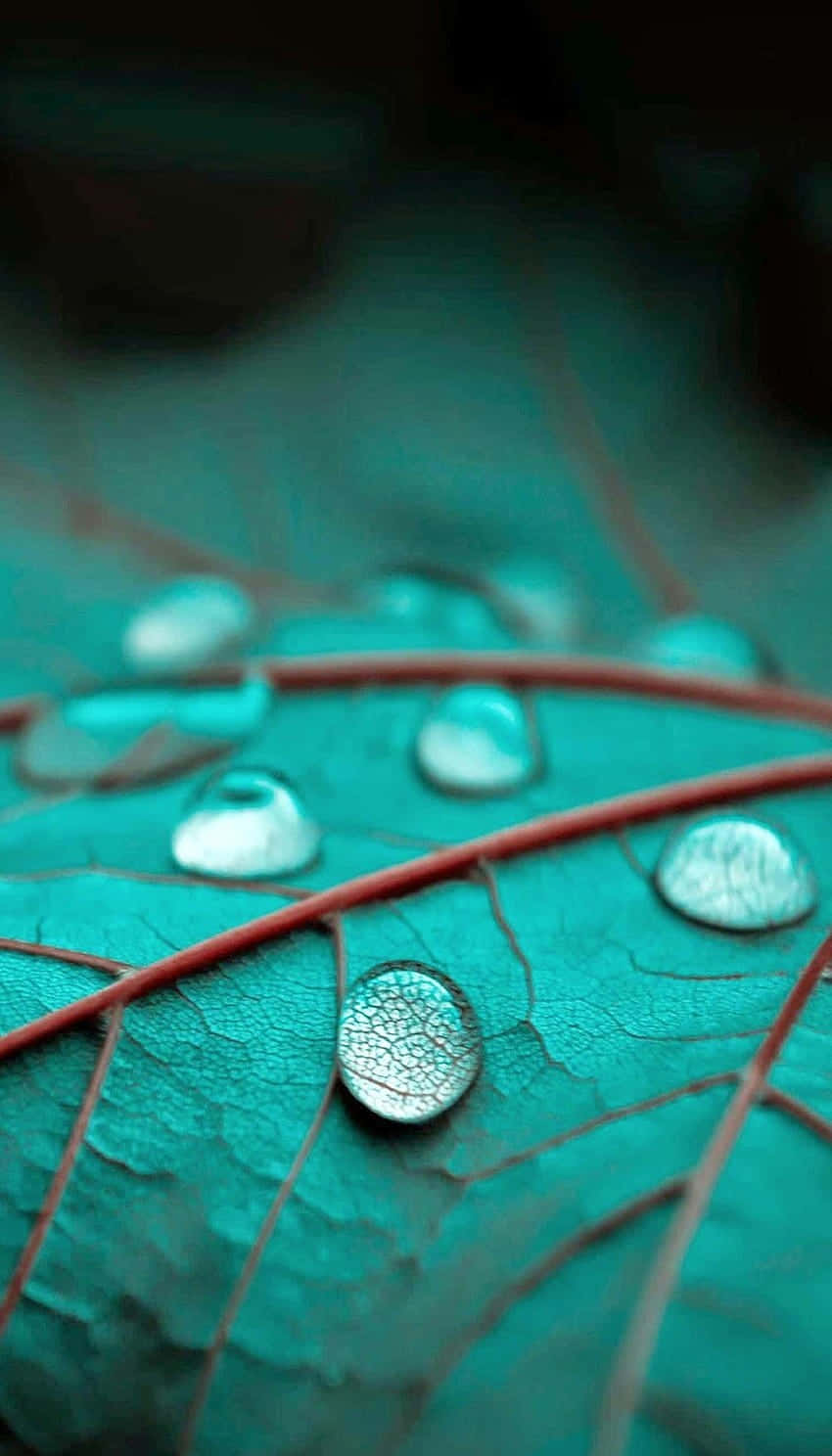 A Leaf With Water Drops On It Wallpaper