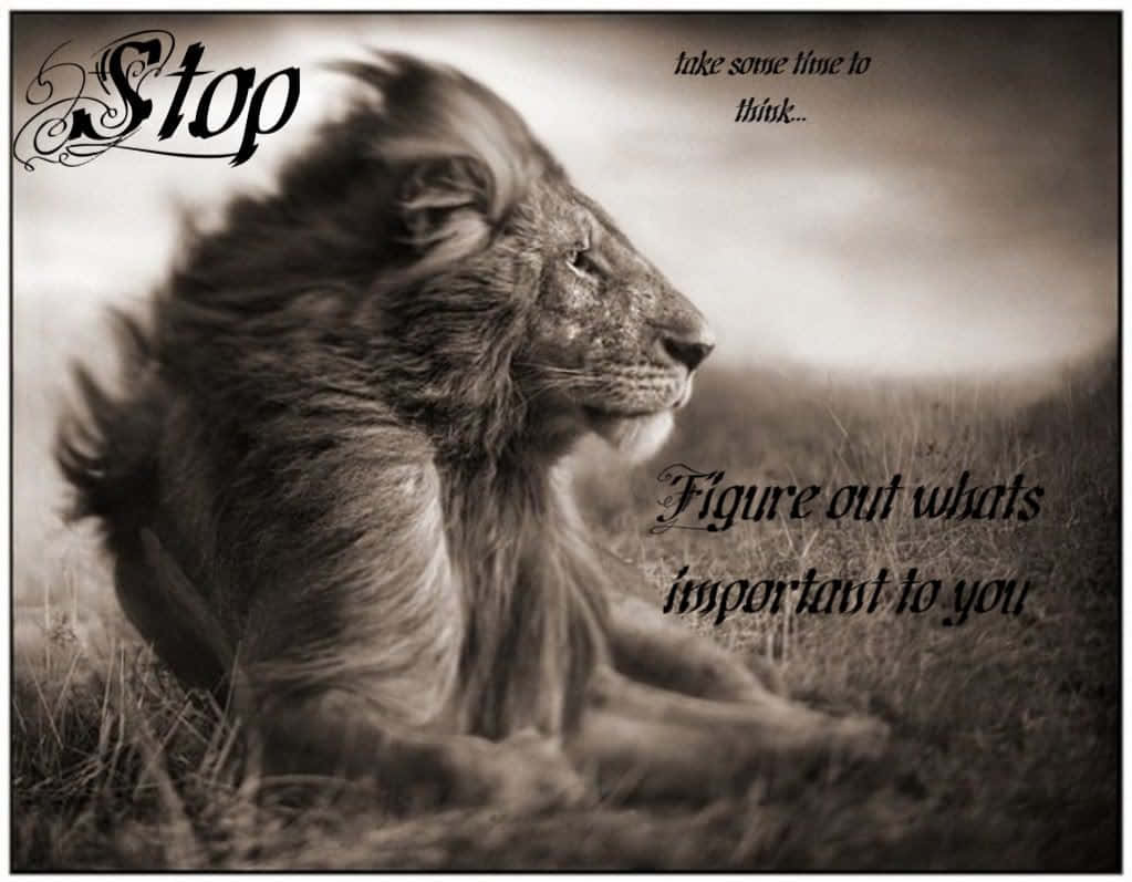 A Lion With The Words Stop Wallpaper