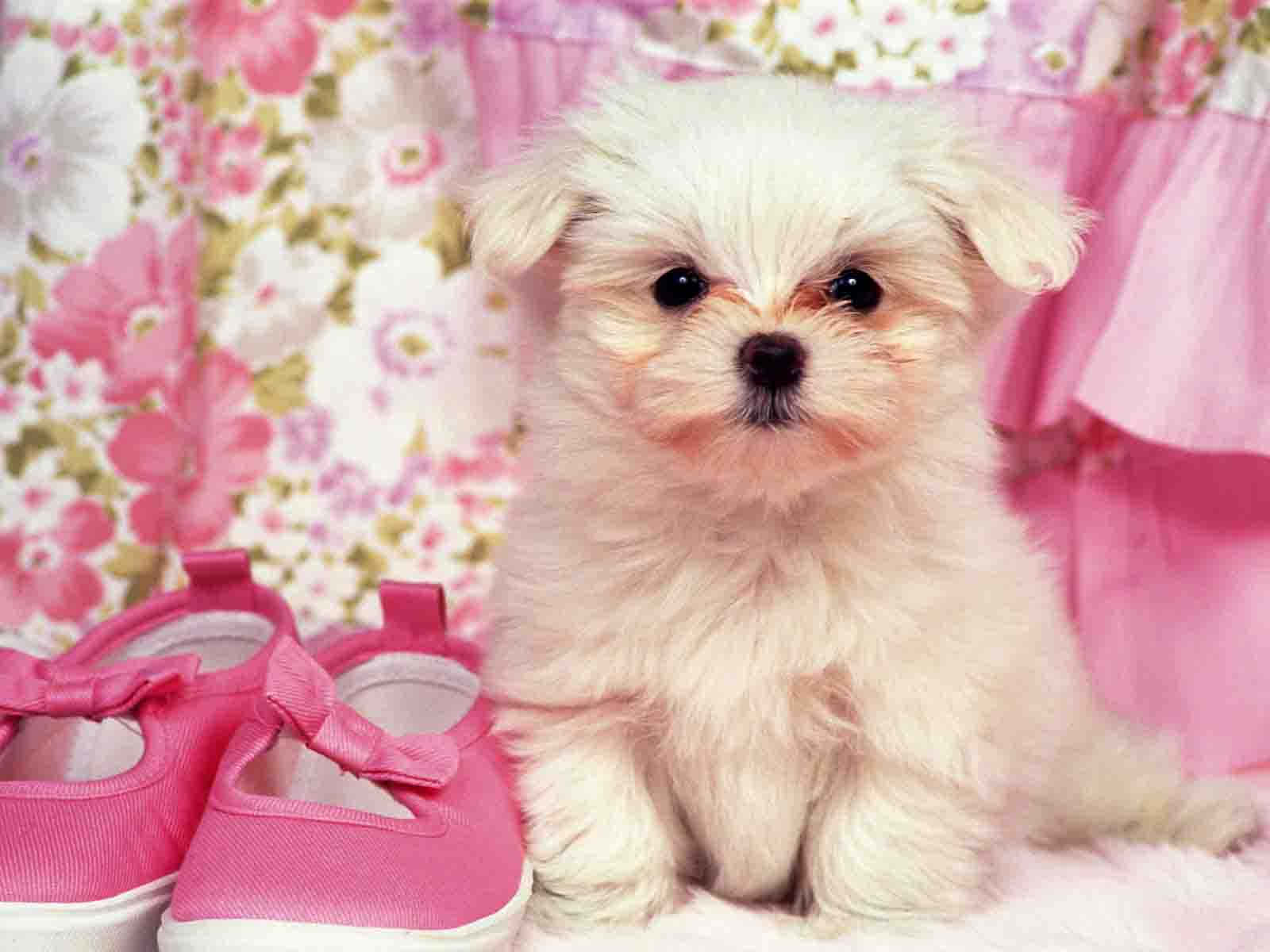 A Loving Family Of Pink Puppies. Wallpaper