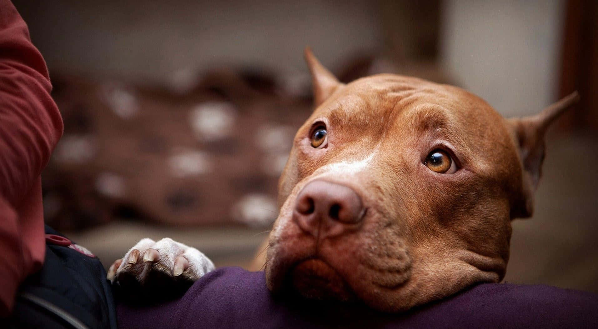 A Loyal Black Pitbull Wallpaper