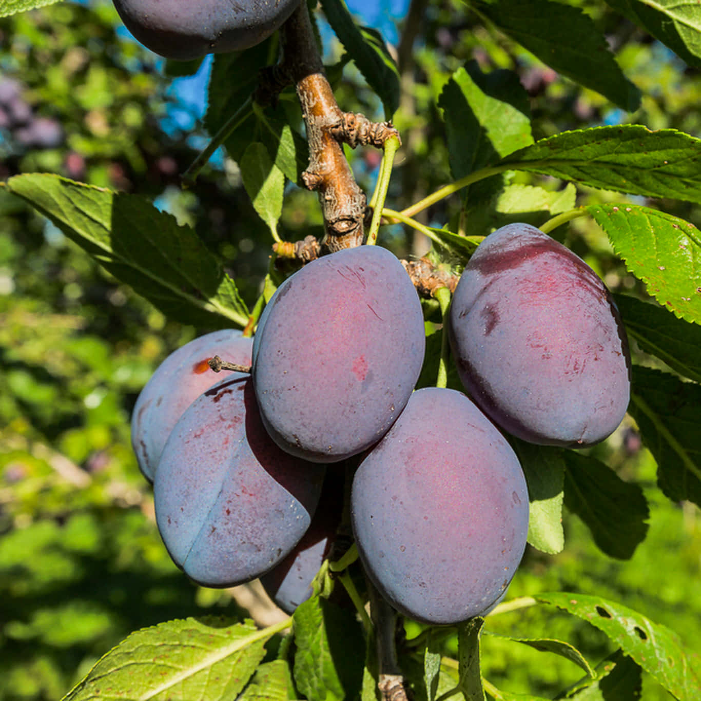 A Lush Cluster Of Damson Plums Wallpaper