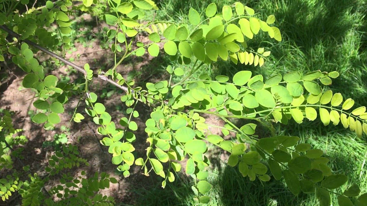 A Lush Grove Of Black Locust Trees In Springtime Wallpaper