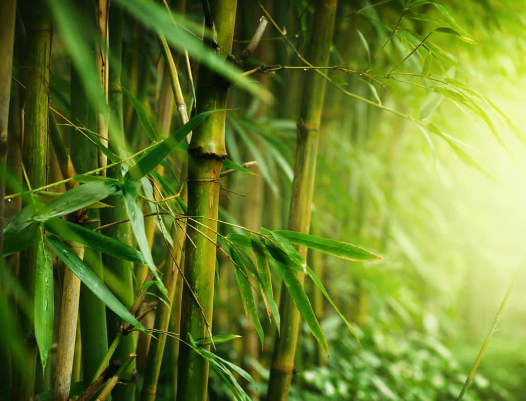 A Lush Traditional Chinese Bamboo Forest Wallpaper