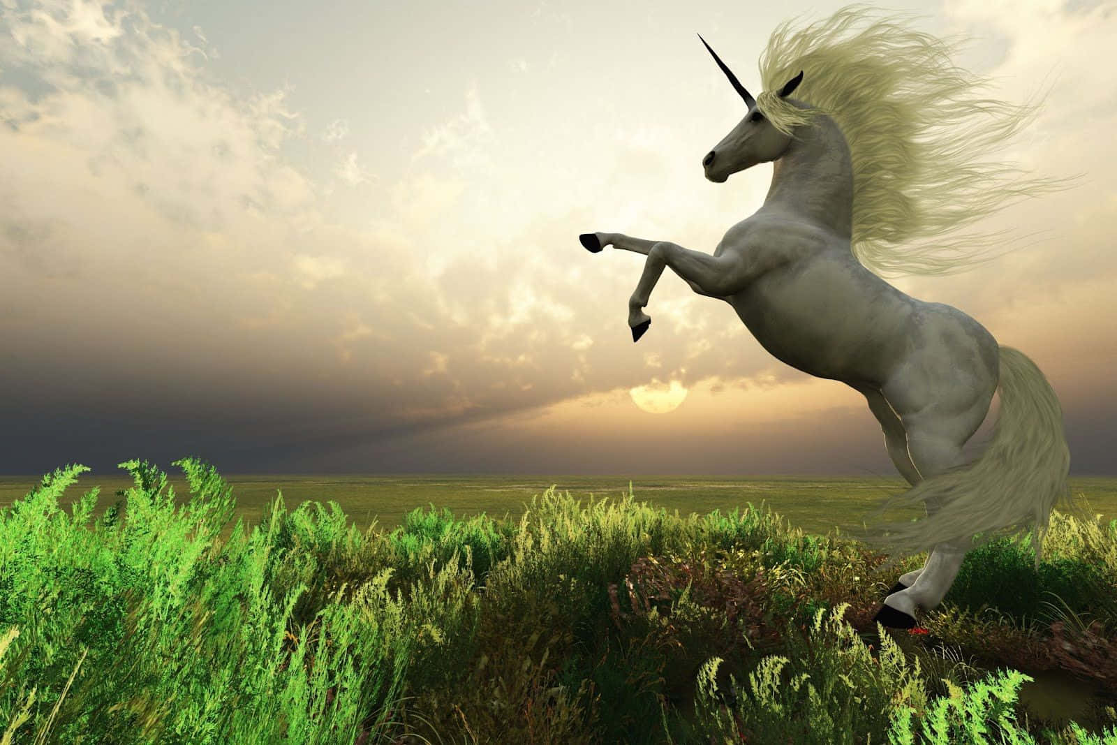 A Magical Real-life Unicorn Wallpaper