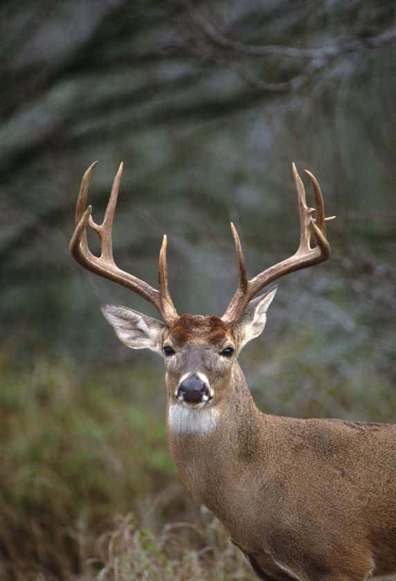 A Magnificent Whitetail Deer In The Wild Wallpaper