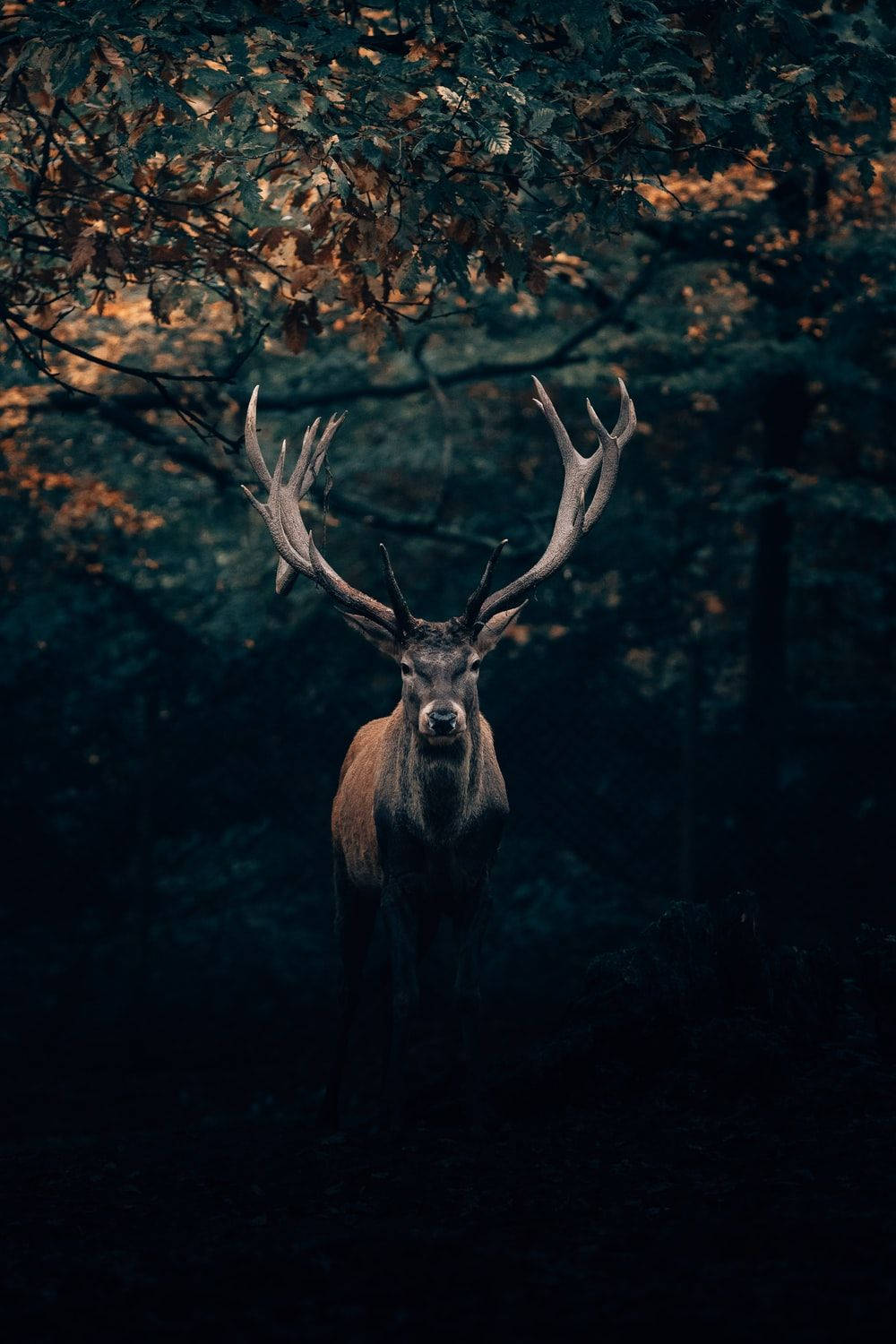 A Majestic Big Buck Deer Standing In The Forest At Night. Wallpaper