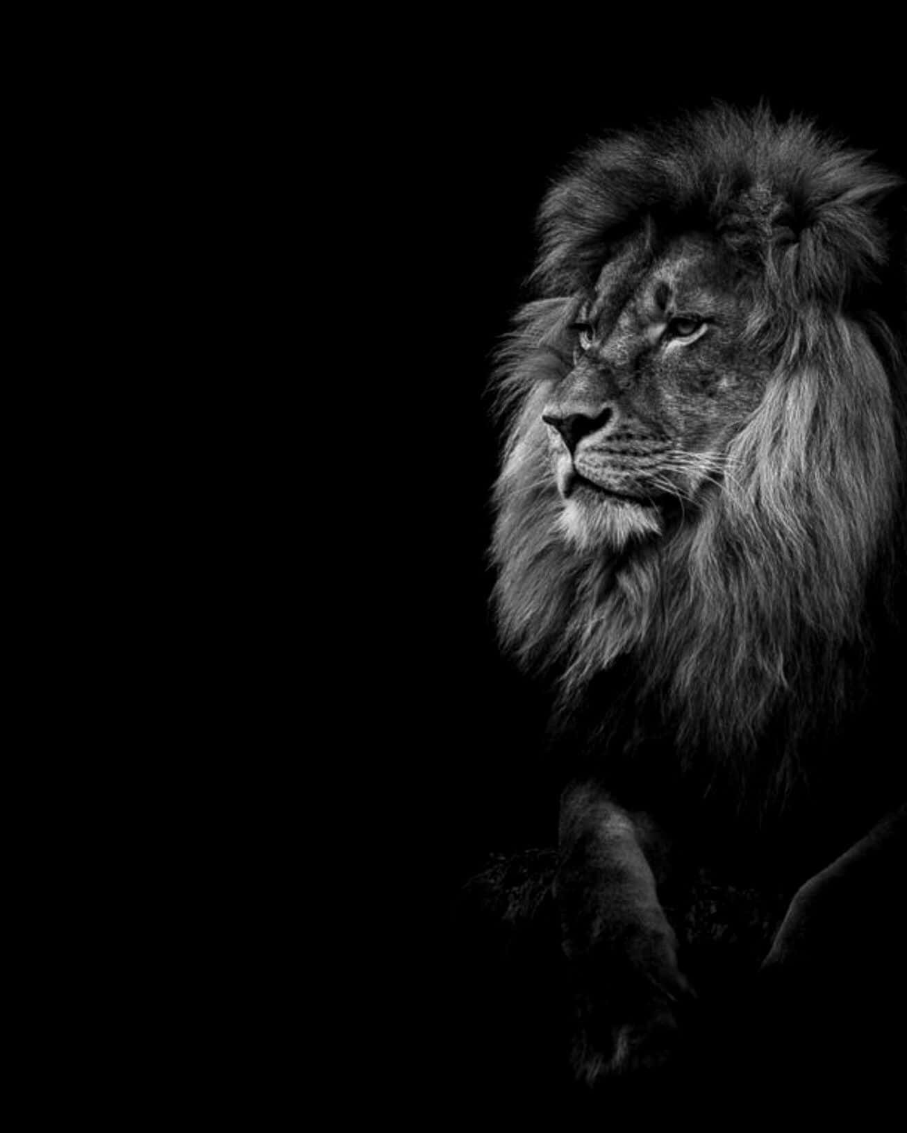 A Majestic Black And White Lion Set Against A Dark Night Sky. Wallpaper