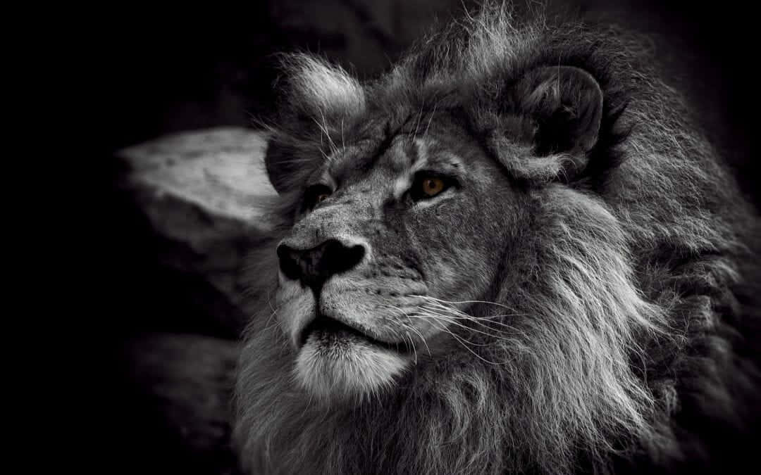 A Majestic Black And White Lion Standing Proud. Wallpaper