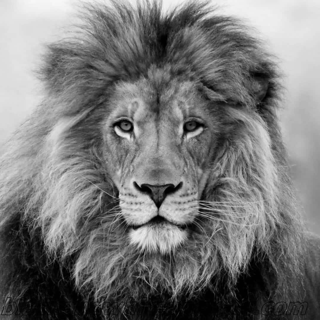 A Majestic Black And White Lion Wallpaper