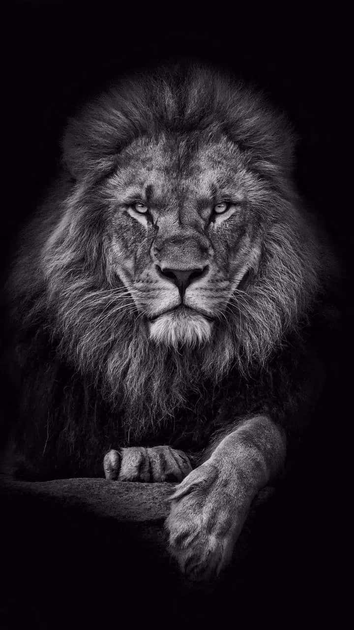 A Majestic Black And White Lion Wallpaper