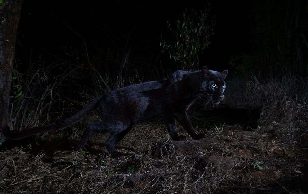 A Majestic Black Leopard Admiring The View In Its Natural Habitat Wallpaper