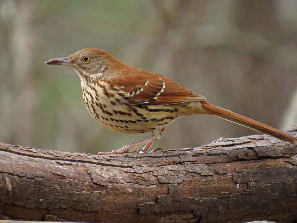 A Majestic Brown Thrasher Perched On A Branch Wallpaper