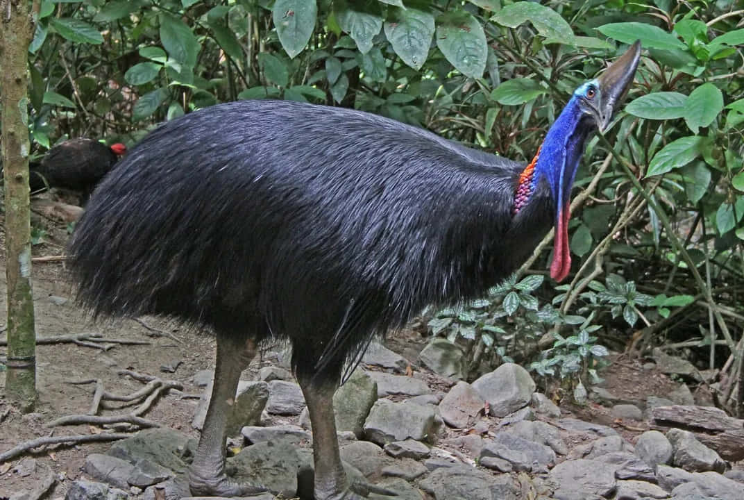 A Majestic Cassowary Bird Standing Tall Amidst Nature Wallpaper