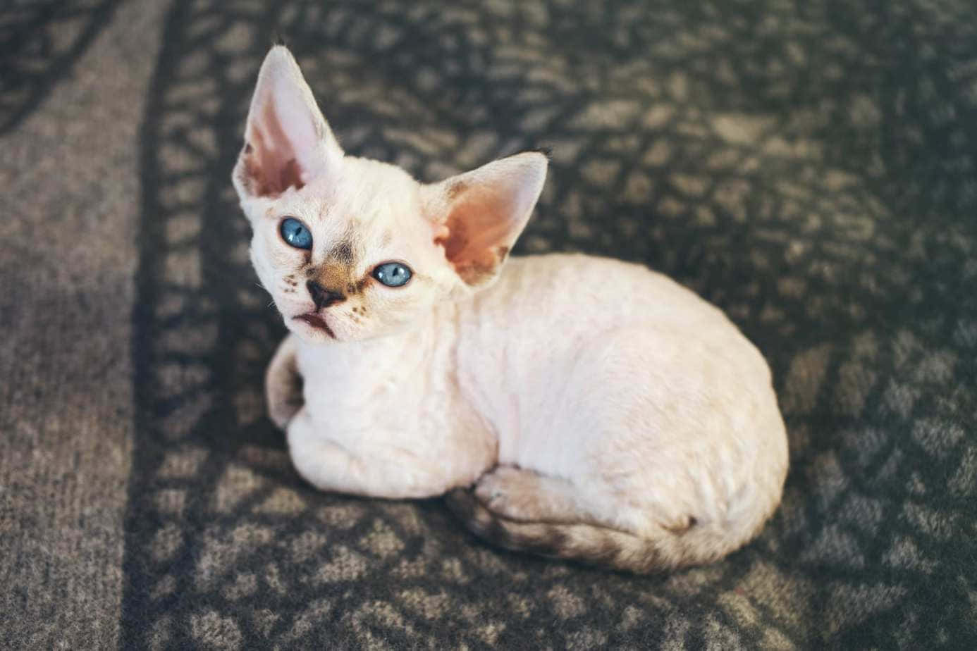 A Majestic Devon Rex Cat Gazing Into The Distance Wallpaper