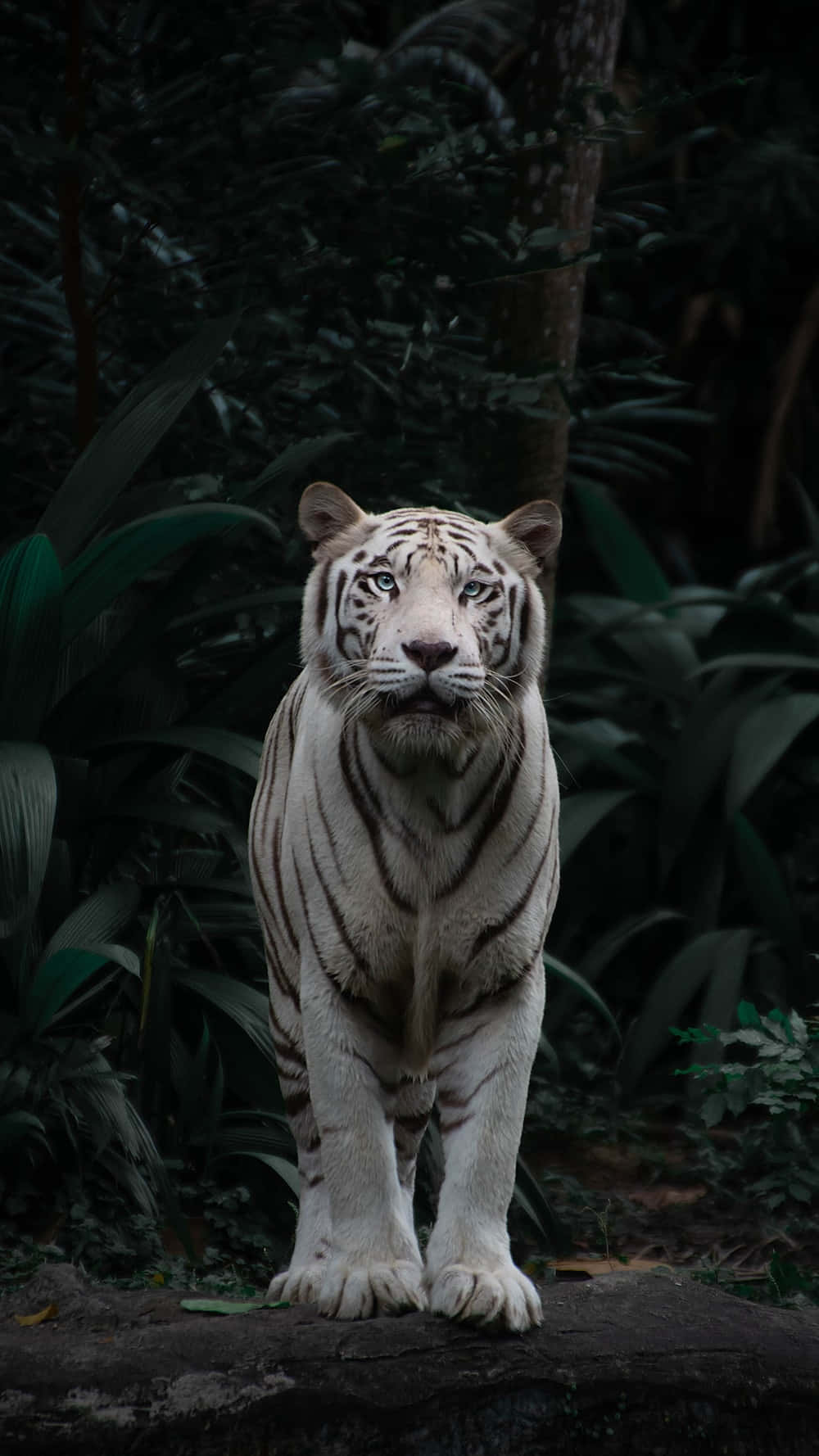 A Majestic Furry Feline Amidst Lush Greenery Wallpaper