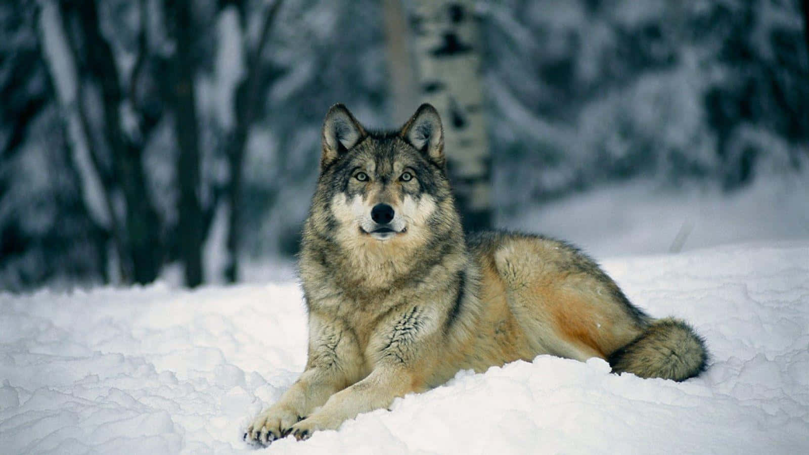 A Majestic Gray Wolf Standing In A Snowy Forest Wallpaper