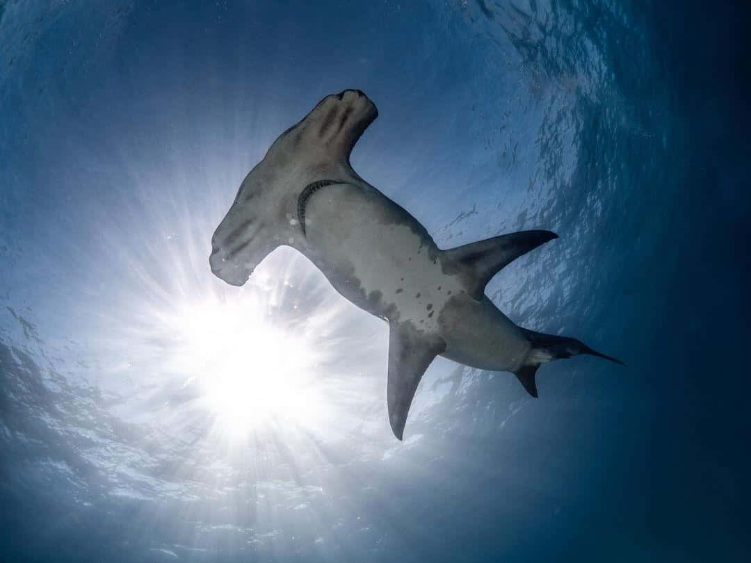 A Majestic Hammerhead Shark Glides Through The Coral Reef Wallpaper