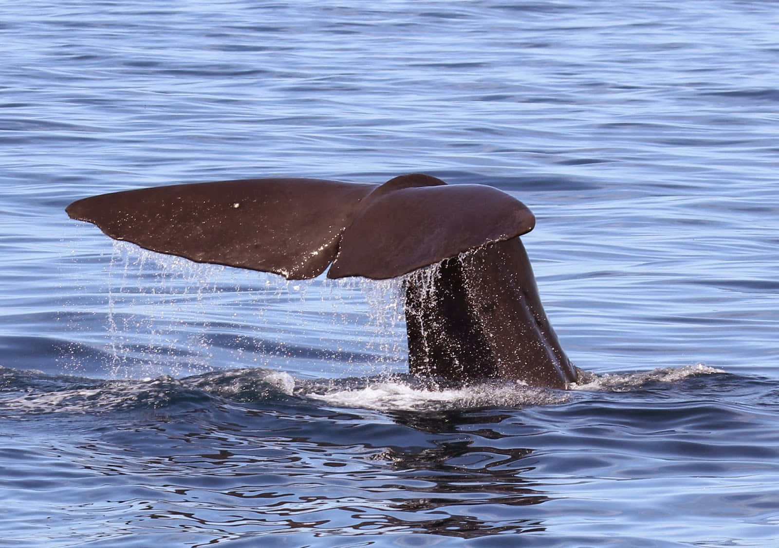 A Majestic Humpback Whale Breaches The Surface Wallpaper