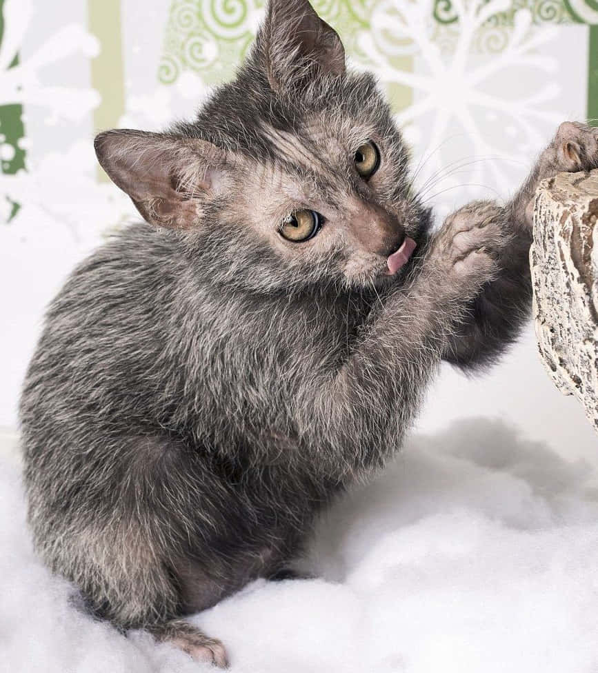 A Majestic Lykoi Cat Posing For The Camera Wallpaper