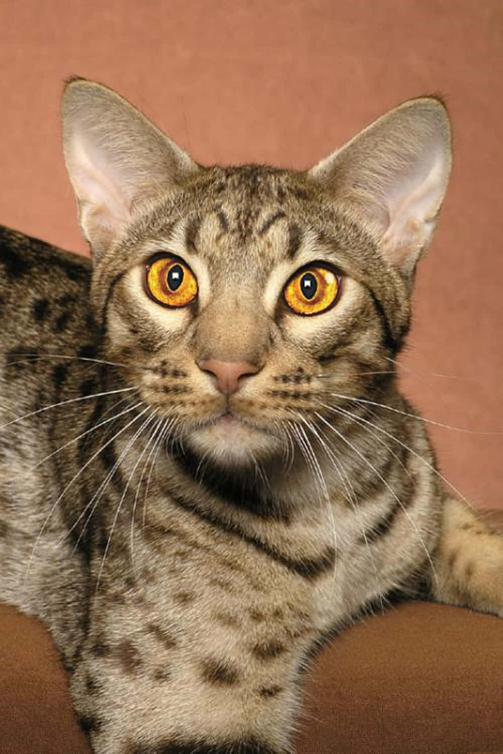 A Majestic Ocicat Sitting On A Wooden Surface Wallpaper