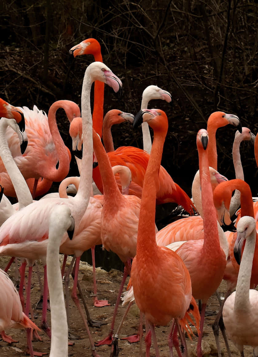 A Majestic Pink Flamingo Stands Tall In The Sun Wallpaper