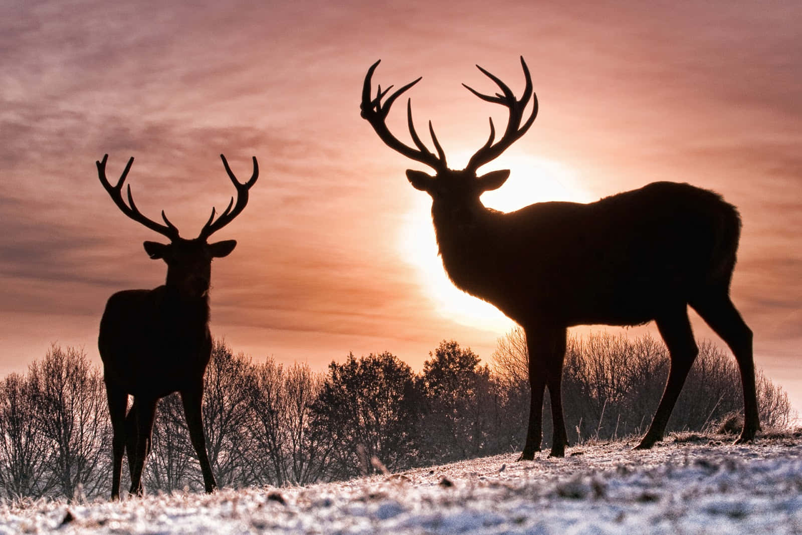 A Majestic Red Deer Roaming Through The Meadows Wallpaper