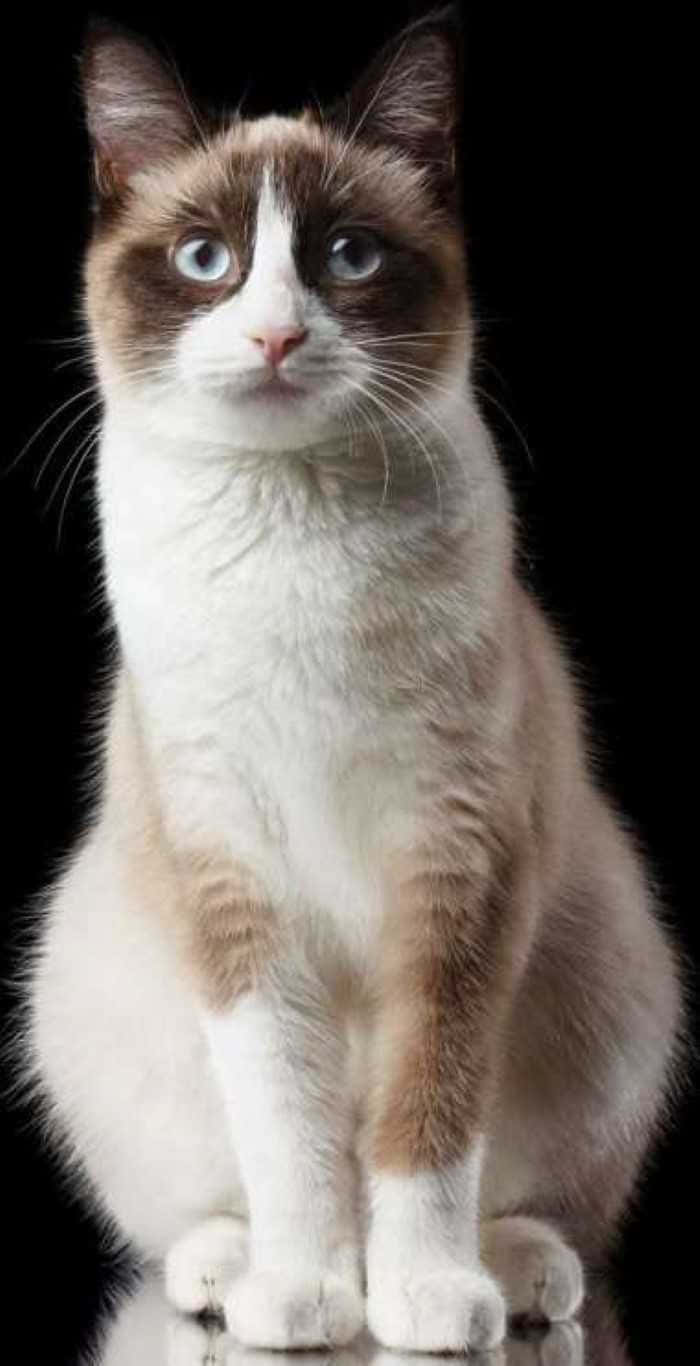 A Majestic Snowshoe Cat With Blue Eyes Sitting On A Vintage Couch Wallpaper