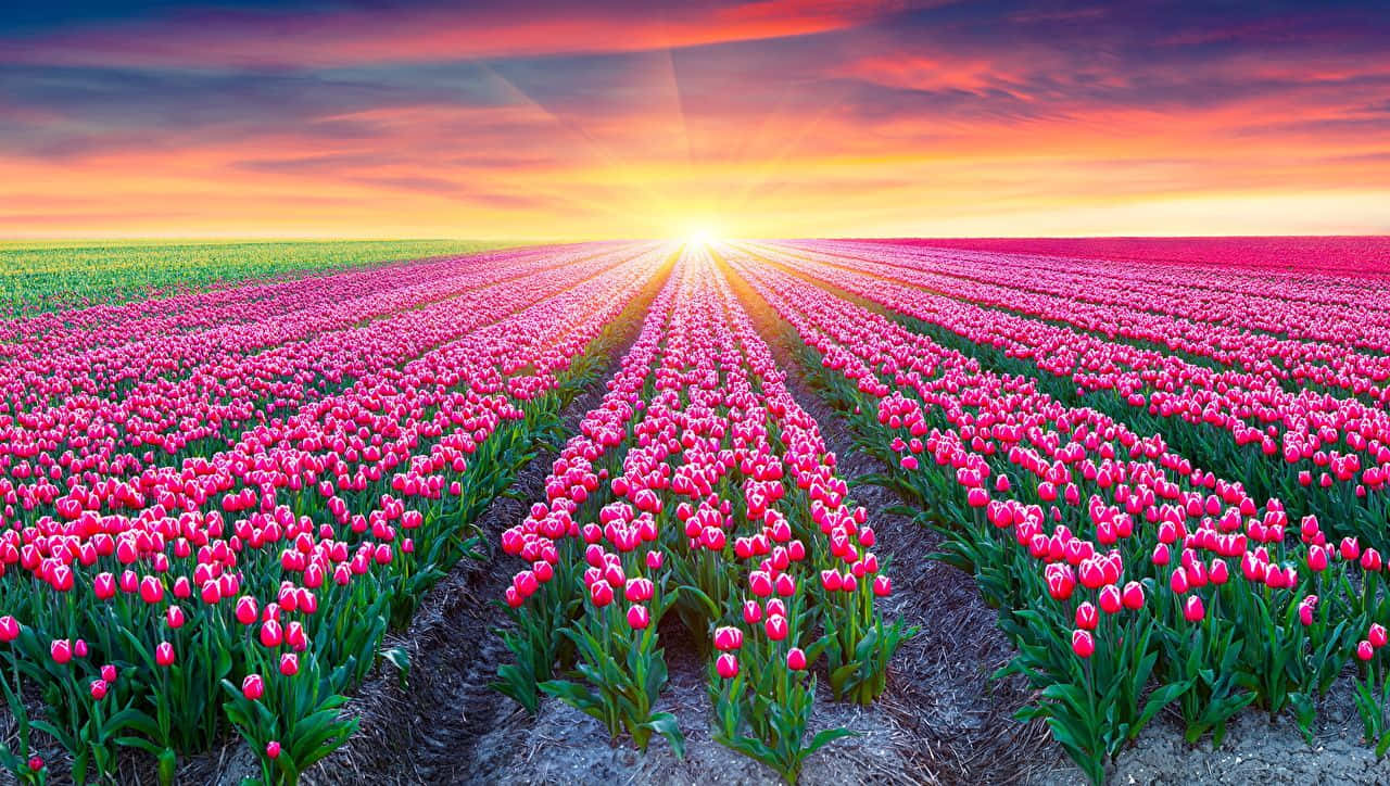 A Majestic Spring Sunrise Wallpaper