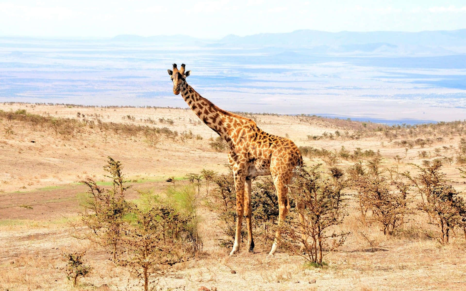 A Majestic View Of African Landscapes Wallpaper