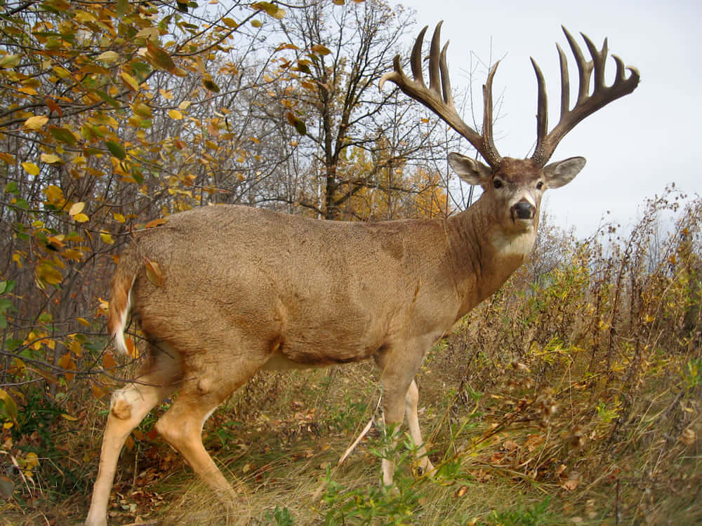 A Majestic White-tailed Deer Wallpaper