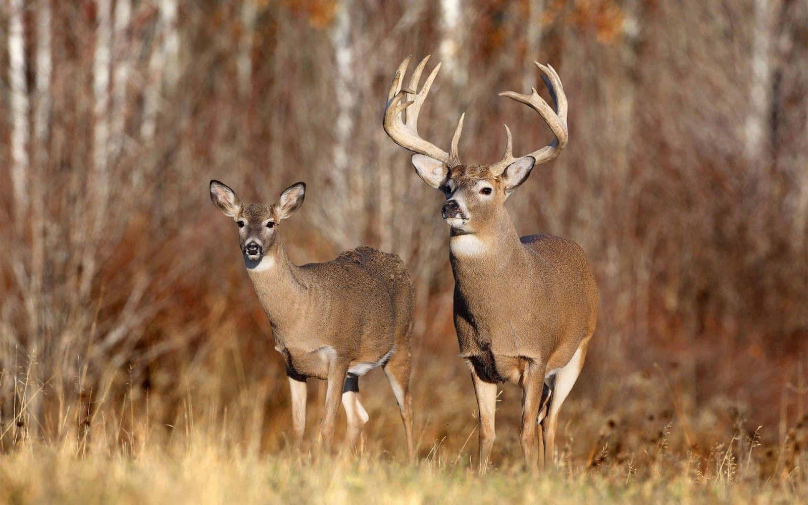 A Majestic Whitetail Deer Caught In The Moment Wallpaper