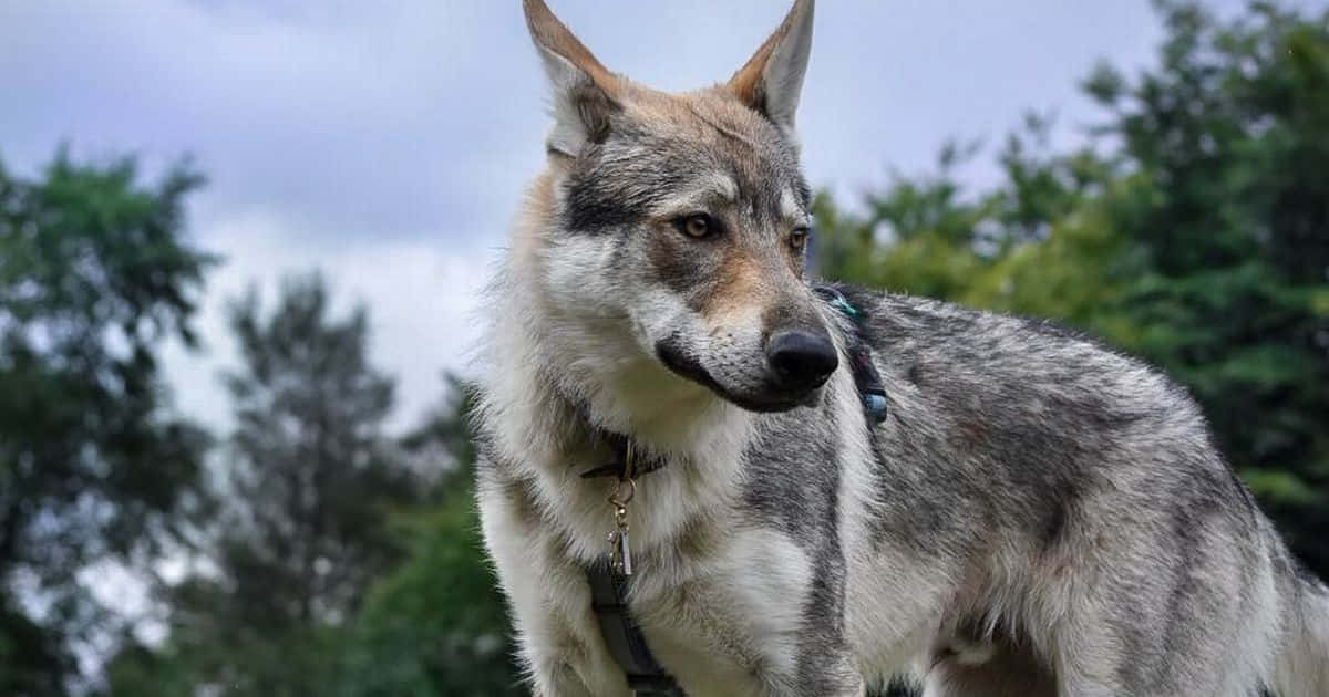 A Majestic Wolfdog In The Wild Wallpaper