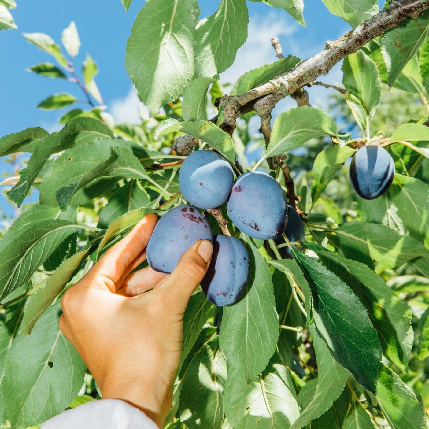 A Man Harvesting Damson Plums Wallpaper