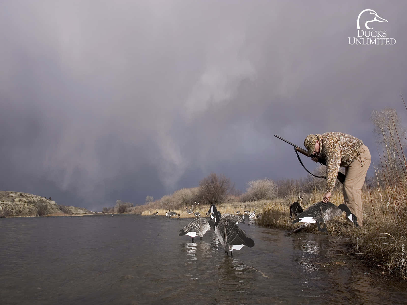 A Man Is Standing In The Water With Ducks Wallpaper