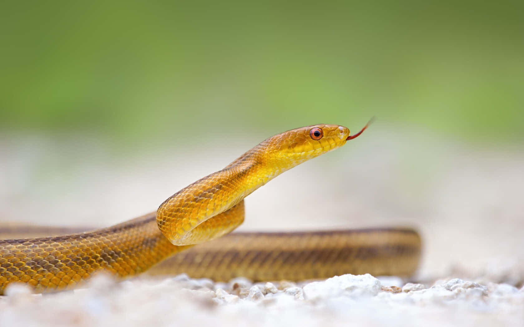 A Mesmerizing Yellow Snake Slithering In The Wild Wallpaper