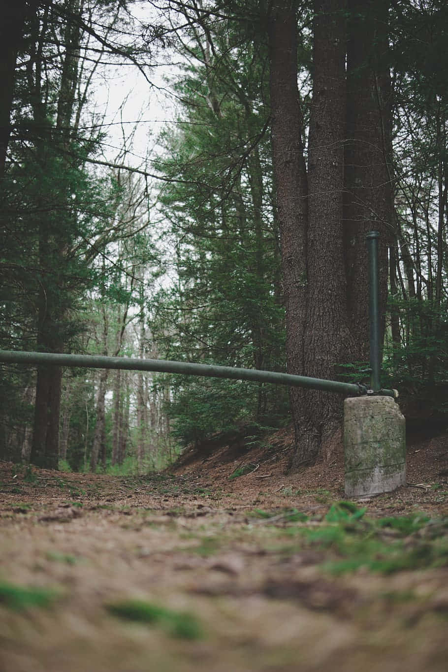 A Metal Fence In The Woods Wallpaper