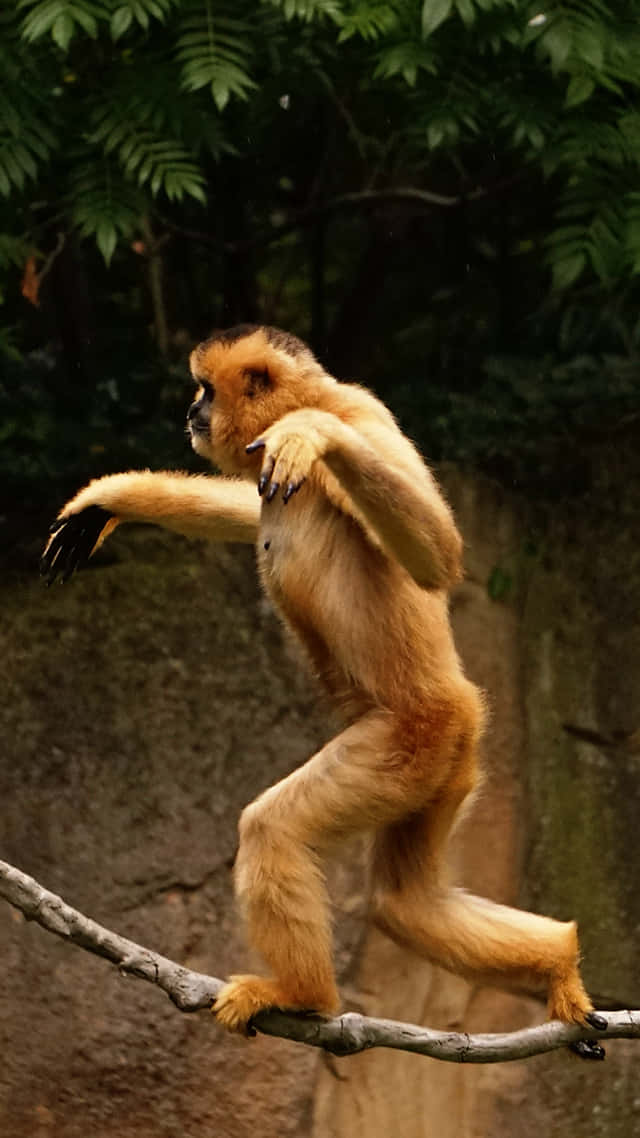 A Monkey Enjoying Its New Iphone Wallpaper