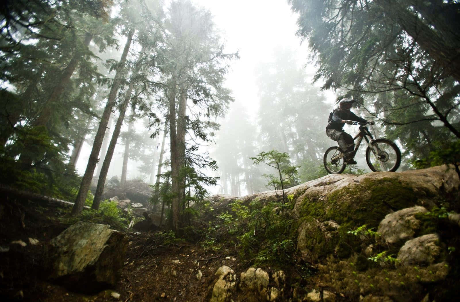 A Mountain Biker Riding Through A Forest Wallpaper