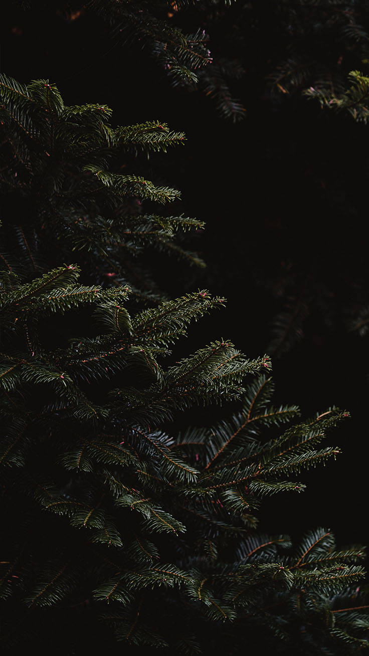 A Mysterious And Spooky Black Christmas Night Wallpaper