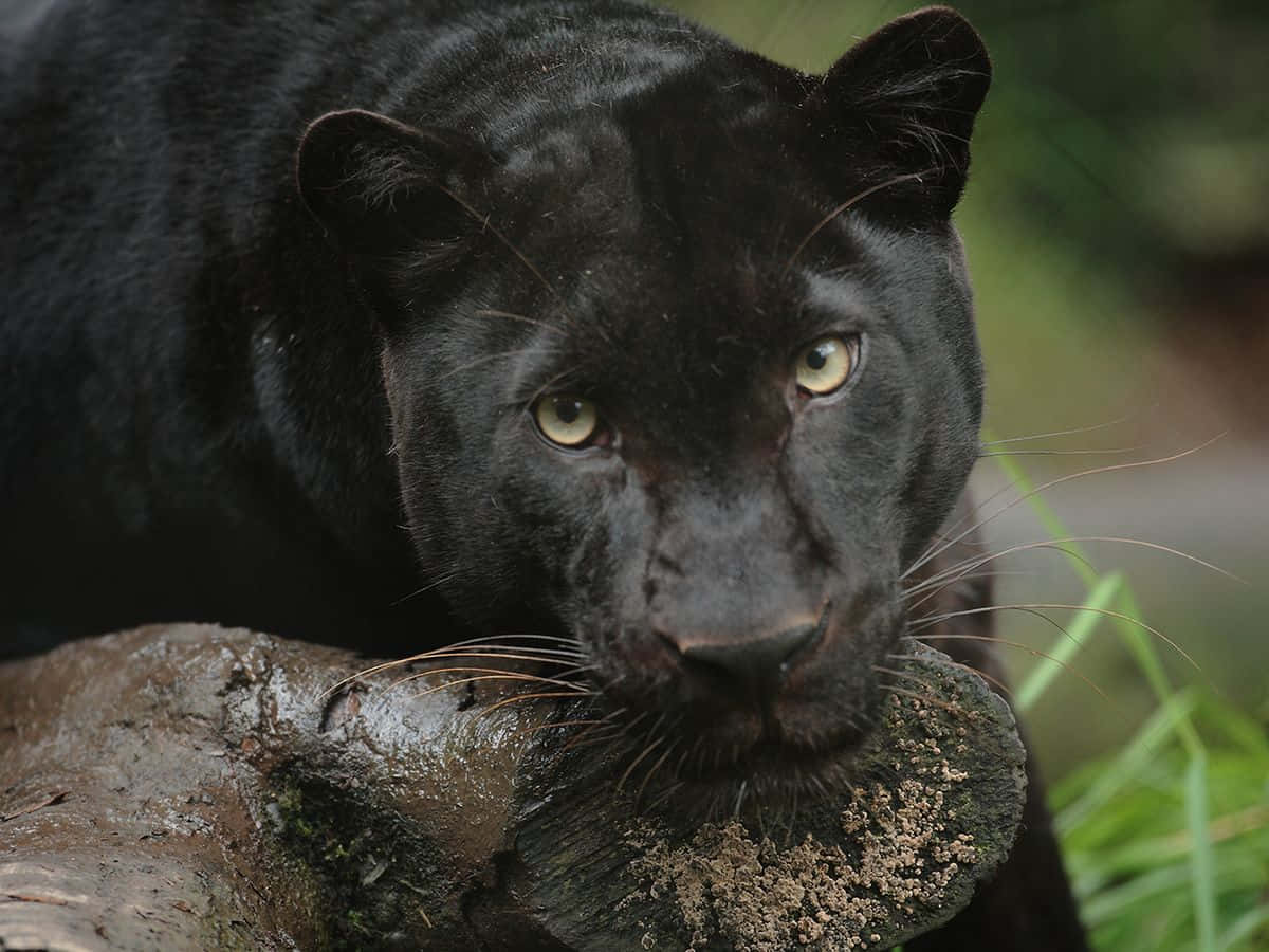 A Mysterious Black Leopard Wallpaper