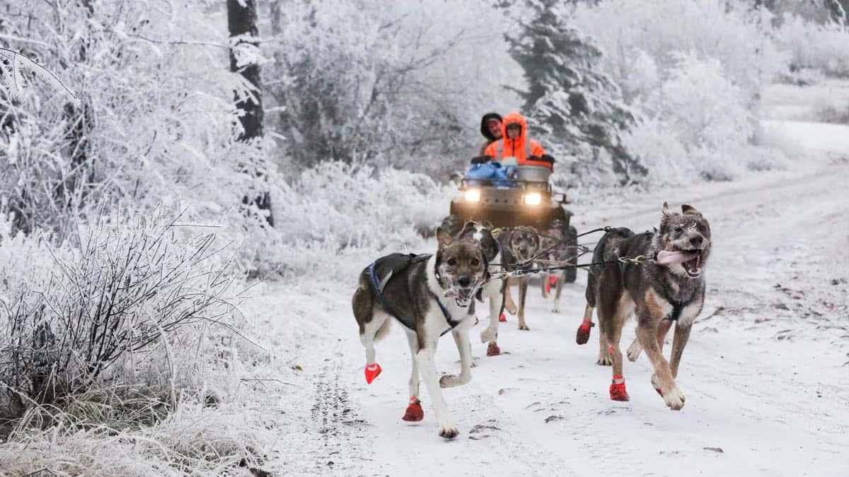 A Pack Of Energetic Sled Dogs Running Through A Snowy Landscape. Wallpaper