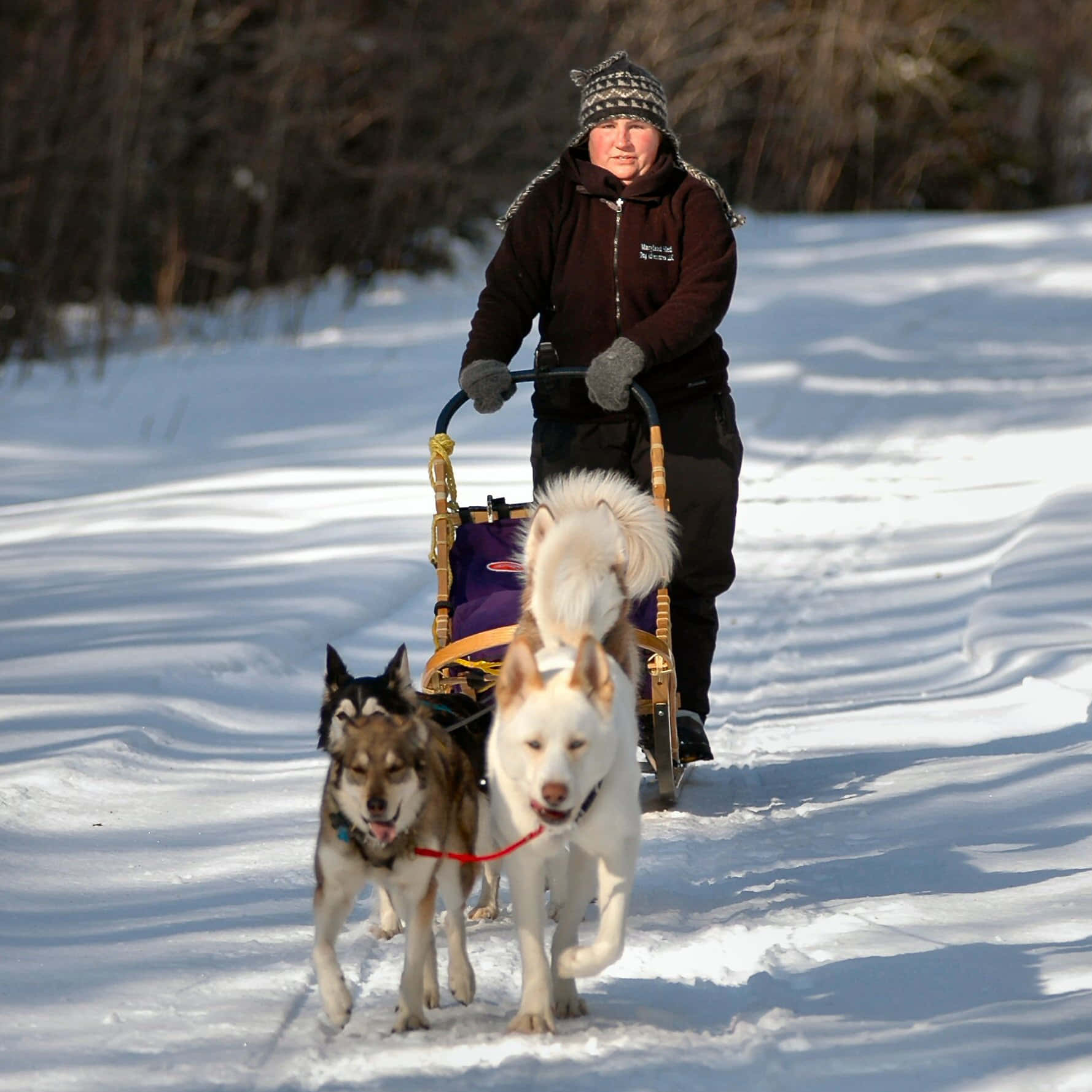 A Pack Of Sled Dogs Ready For Adventure Wallpaper