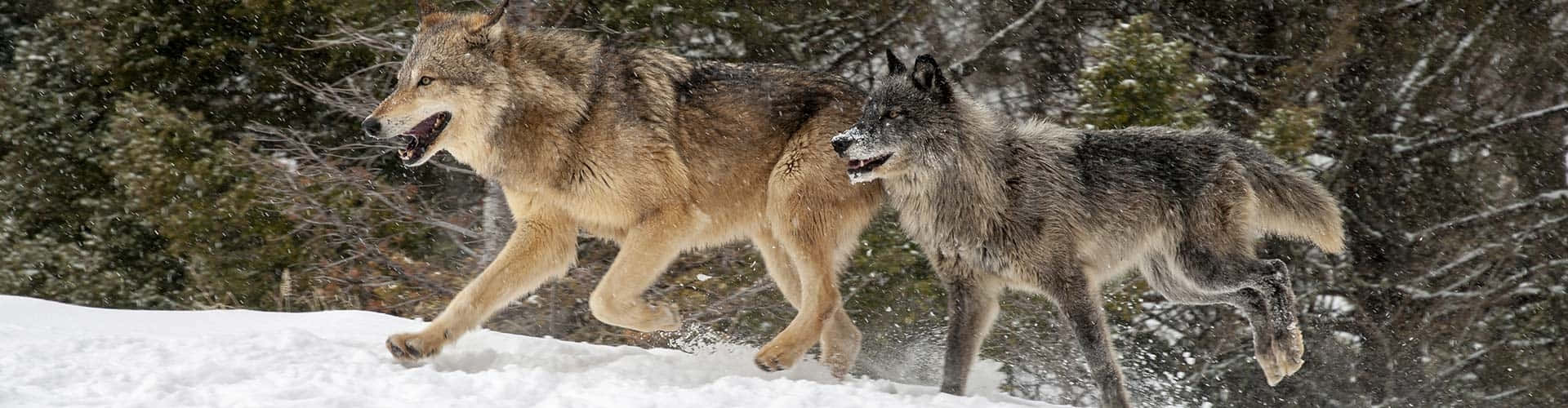 A Pack Of Wolves Hunting At Dusk Wallpaper