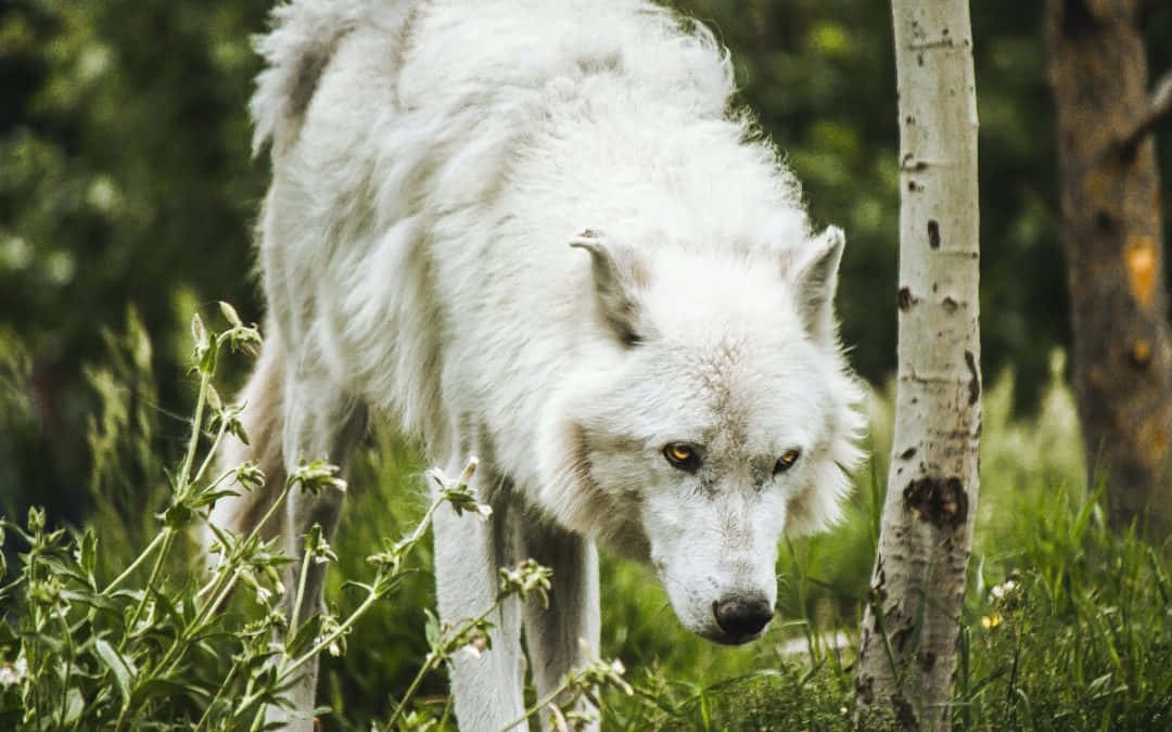 A Pack Of Wolves On A Hunting Mission In The Wilderness Wallpaper