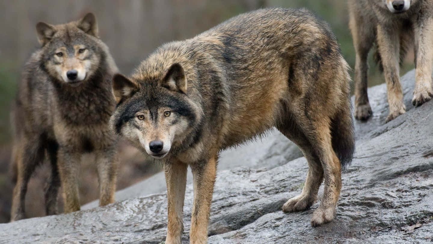 A Pack Of Wolves On A Hunting Mission In The Wilderness Wallpaper