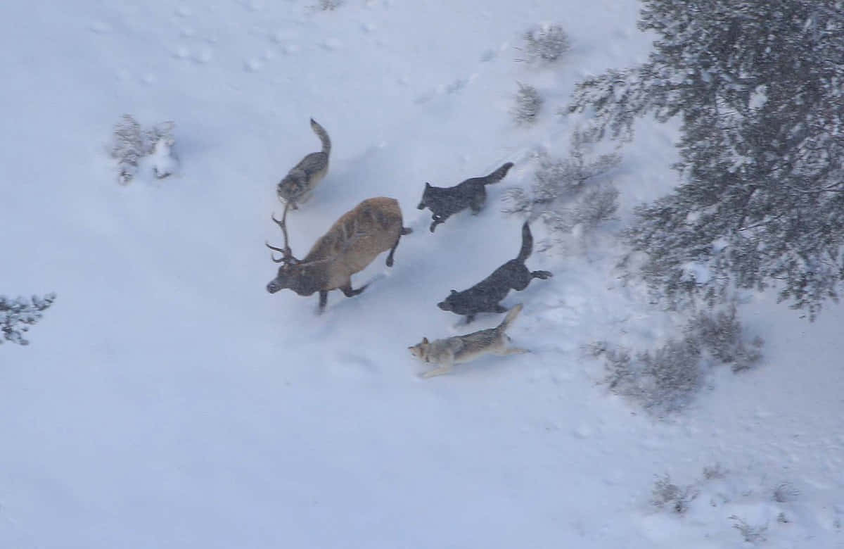 A Pack Of Wolves On A Thrilling Hunt In Their Natural Habitat Wallpaper